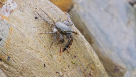 Pachygrapsus-marmoratus-is-a-species-of-crab,-sometimes-called-the-marbled-rock-crab-or-marbled-crab,-which-lives-in-the-Black-Sea,-the-Mediterranean-Sea-and-parts-of-the-Atlantic-Ocean.