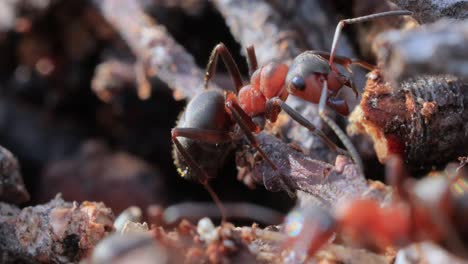 Ant-close-up-in-the-wild.