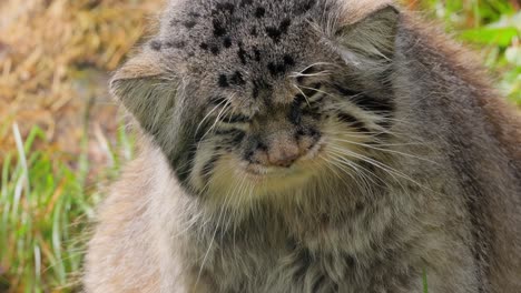 Die-Pallaskatze-(Otocolobus-Manul),-Auch-Manul-Genannt,-Ist-Eine-Kleine-Wildkatze-Mit-Langem,-Dichtem-Hellgrauem-Fell-Und-Runden,-Tief-An-Den-Seiten-Des-Kopfes-Angebrachten-Ohren.