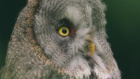 Great-grey-owl-(Strix-nebulosa)-close-up.