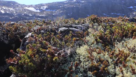 Arctic-Tundra-lichen-moss-close-up.-Found-primarily-in-areas-of-Arctic-Tundra,-alpine-tundra,-it-is-extremely-cold-hardy.-Cladonia-rangiferina,-also-known-as-reindeer-cup-lichen.