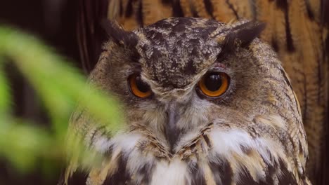 Eurasischer-Uhu-(Bubo-Bubo)-Aus-Nächster-Nähe.