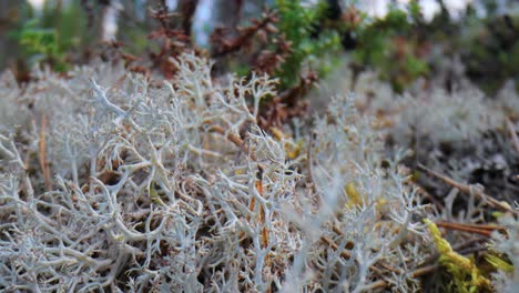 Primer-Plano-De-Musgo-De-Liquen-De-La-Tundra-ártica.-Cladonia-Rangiferina,-También-Conocida-Como-Liquen-De-Copa-De-Reno.