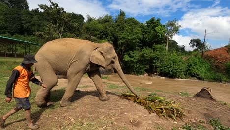 Un-Mahout-Lleva-A-Un-Elefante-A-Una-Pila-De-Comida-Fresca-En-El-Santuario-De-Chiang-Mai.