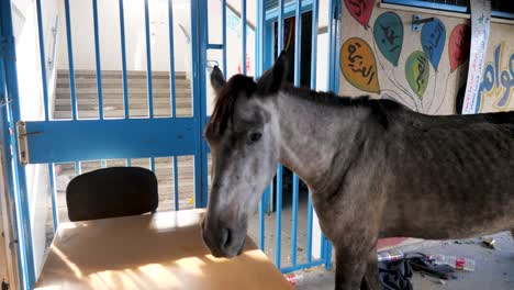 Thin-abandoned-horse-in-Gaza-city-during-the-war,-abandoned-animals