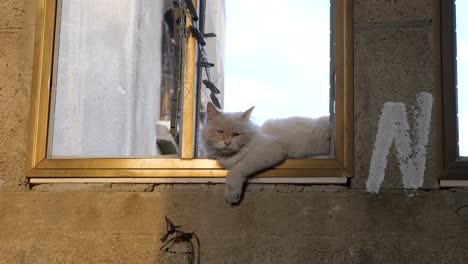 Gato-Abandonado-En-El-Alféizar-De-La-Ventana,-Imágenes-De-La-Guerra-De-Gaza