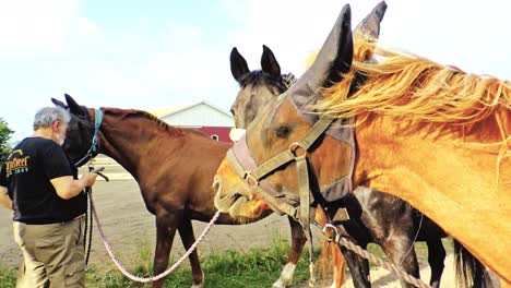 Elderly-man-is-Talking-With-Horses-on-a-Summer-Morning-on-a-Field-in-Sweden,-Scandinavia