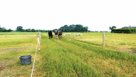 Elderly-Man-is-Taking-Two-Horses-to-Pasture-on-a-Beautiful-Summer's-Day-in-Sweden