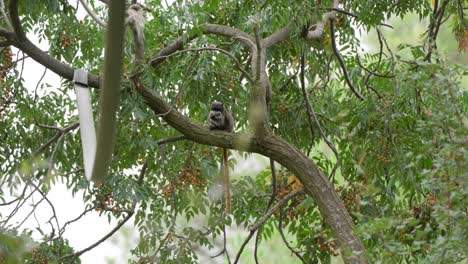 Hand-held-shot-of-emperor-tamarin-eating-food-in-a-branch-in-Montpellier-Zoo