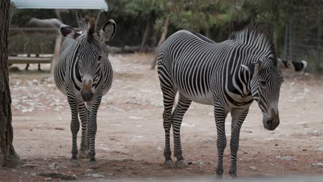 Toma-Manual-De-Un-Par-De-Cebras-Paradas-En-Un-Recinto-En-El-Zoológico-De-Montpellier.