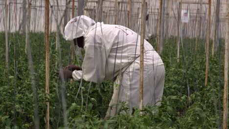 Técnico-En-Cultivo-De-Plantas-En-Invernadero-En-África.