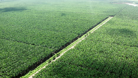 Panoramic-drone-shot-of-banana-plantation