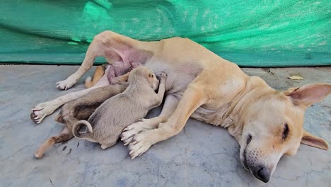 A-female-dog-is-nursing-her-cute-puppies