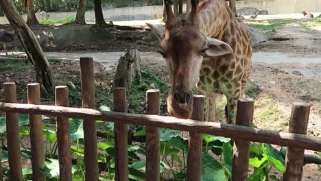 Niñas-Alimentando-A-Mano-Jirafas-En-El-Zoológico,-Vista-Trasera-En-Cámara-Lenta