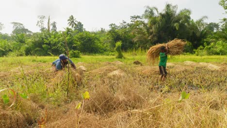 Equipo-De-Agricultores-Que-Trabajan-En-Plantaciones-Agrícolas-De-Arrozales-En-Los-Arrozales-De-África-Durante-La-Temporada-De-Cosecha.