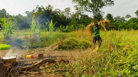 Landwirtschaft-Reisfeld-Plantage-Schwarzer-Männlicher-Bauer,-Der-Während-Der-Ernte-Als-Team-Im-Afrikanischen-Reisfeld-Arbeitet