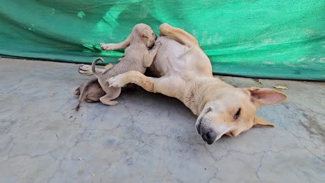 Plano-Amplio,-Una-Perra-Ordeñando-A-Sus-Lindos-Cachorros