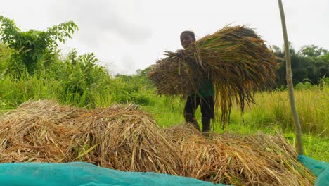 Hombre-Africano-Granjero-Negro-Trabajando-En-Plantaciones-De-Arroz-Recogiendo-Arroz-Durante-La-Temporada-De-Cosecha