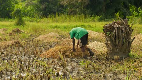 Granjero-Negro-Trabajando-En-Plantaciones-De-Arroz-Durante-La-Temporada-De-Cosecha