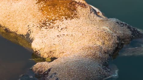 Tote-Kuh-Stark-Zersetzt,-Von-Larven-In-Verschmutztem-Fluss-Gefressen,-Umweltkatastrophe