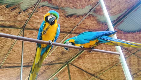 Un-Par-De-Loros-Guacamayos-Posados-En-El-Parque-Zoológico-De-Vida-Silvestre