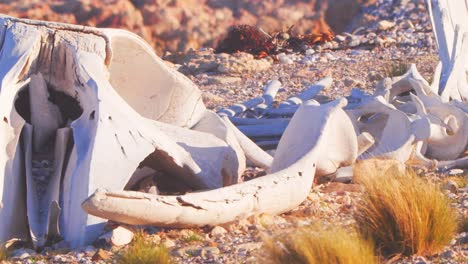 Disparo-Deslizante-Que-Revela-El-Esqueleto-De-Un-Cachalote-Varado-En-La-Playa-De-Arena-Con-Hierba-Creciendo-Alrededor