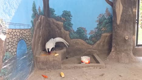 Chicken-with-beautiful-feathers-predominantly-white-and-black-feeding-in-their-cage