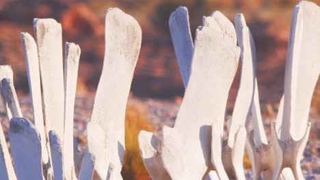 Revealing-the-Sperm-Whale-Skeleton-on-the-beach-that-has-weathered-and-turned-completely-white