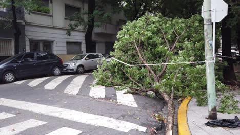 Árboles-Caídos-Tras-Daños-Por-Lluvia,-Fuertes-Vientos-En-La-Ciudad-De-Buenos-Aires-Argentina