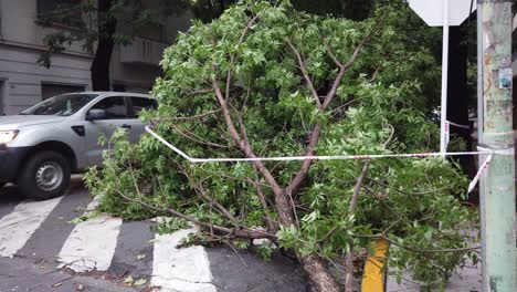 Árbol-Caído-En-Las-Calles-De-La-Ciudad-De-Buenos-Aires-Argentina-Después-De-Los-Daños-Causados-Por-Las-Lluvias-De-Tormenta