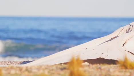 Die-Filmische-Slider-Aufnahme-Zeigt-Ein-Altes-Pottwalskelett-Am-Strand-Am-Wunderschönen-Blauen-Meer