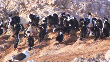 Colonia-De-Anidación-De-Cormoranes-Imperiales-Tomando-El-Sol-Y-Protegiendo-Sus-Nidos-En-La-Costa,-Rodeada-De-Gaviotas.