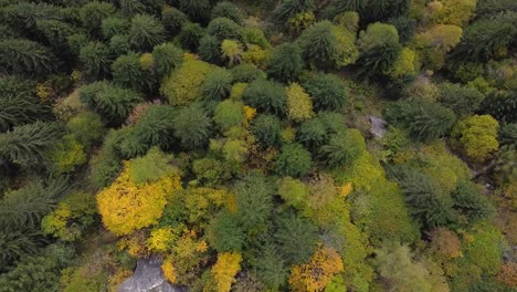 Drone-on-the-forest-in-Val-di-Mello,-eagle-eye-on-the-forest,-Italy