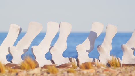 Shift-focus-shot-from-the-blue-sea-in-the-background-to-the-sperm-whale-skeleton-in-the-foreground