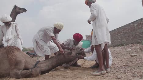 Local-herders-tending-to-seated-camel