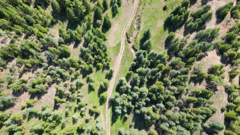 Top-Down-View-of-the-Forested-Terrain