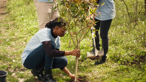 Verschiedene-Klimaaktivisten-Arbeiten-Daran,-Bäume-Im-Wald-Zu-Pflanzen