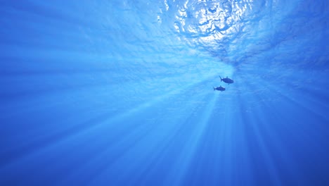 Dos-Caballas-Nadando-Hacia-Arriba-En-Las-Aguas-Azules-Del-Océano.-Luz-Del-Sol-Fluyendo-A-Través-De-Un-Denso-Líquido-Azul.-Godrays,-Rayos-De-Luz-Que-Se-Crean-Alrededor-De-Los-Peces.-Mariscos-Frescos-Y-Saludables-Perfectos-Para-Cenar.