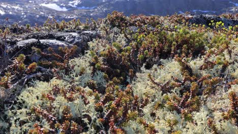 Arctic-Tundra-lichen-moss-close-up.-Found-primarily-in-areas-of-Arctic-Tundra,-alpine-tundra,-it-is-extremely-cold-hardy.-Cladonia-rangiferina,-also-known-as-reindeer-cup-lichen.