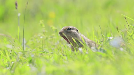 La-Ardilla-Terrestre-Del-Cáucaso-De-Montaña-O-La-Ardilla-Terrestre-De-Elbrus-(spermophilus-Musicus)-Es-Un-Roedor-Del-Género-De-Las-Ardillas-Terrestres.