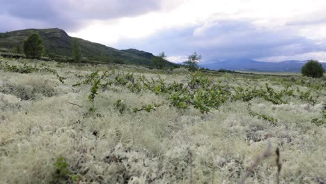 Tundra-Artica.-Hermosa-Naturaleza-Paisaje-Natural-De-Noruega.