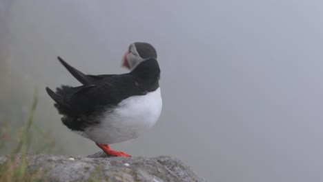 Atlantic-puffin-(Fratercula-arctica),-on-the-rock-on-the-island-of-Runde-(Norway).