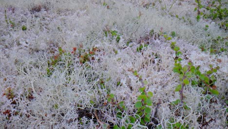 Tundra-Artica.-Hermosa-Naturaleza-Paisaje-Natural-De-Noruega.