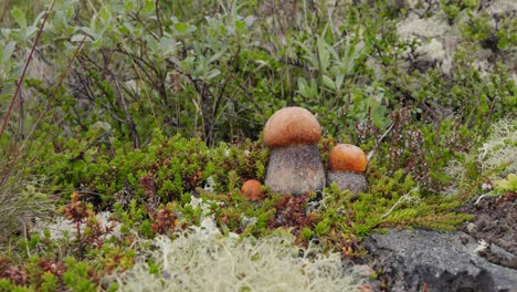 Wunderschöner-Boletus-Edulis-Pilz-Im-Arktischen-Tundra-Moos.-Weißer-Pilz-In-Wunderschöner-Natur-Norwegens-Naturlandschaft.-Pilzsaison.