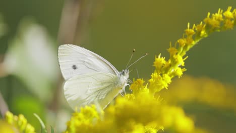 Pieris-brassicae,-the-large-white-butterfly,-also-called-cabbage-butterfly.-Large-white-is-common-throughout-Europe,-north-Africa-and-Asia-often-in-agricultural-areas,-meadows-and-parkland.