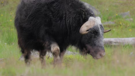 Muskox-(Ovibos-moschatus,-in-Latin-musky-sheep-ox),-also-spelled-musk-ox-and-musk-ox,-plural-muskoxen-or-musk-oxen-is-a-hoofed-mammal-of-the-family-Bovidae.