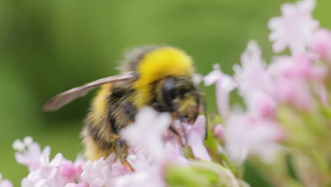 Bumblebee-collects-flower-nectar-at-sunny-day.-Bumble-bee-in-macro-shot-in-slow-motion.