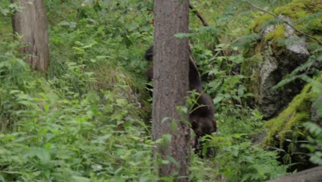 Wild-wolverine-in-summer-grass.