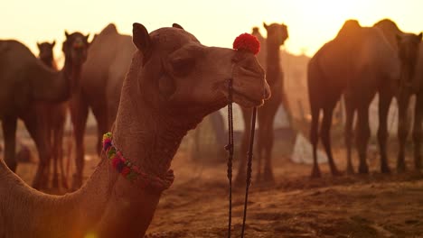 Camels-in-slow-motion-at-the-Pushkar-Fair,-also-called-the-Pushkar-Camel-Fair-or-locally-as-Kartik-Mela-is-an-annual-multi-day-livestock-fair-and-cultural-held-in-the-town-of-Pushkar-Rajasthan,-India.