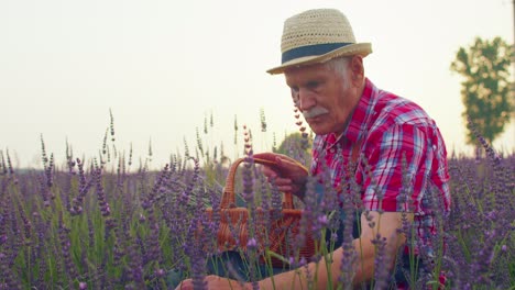 Senior-man-grandfather-farmer-gathering-lavender-flowers-on-summer-herb-garden,-farm-eco-business